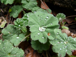 2009 04 15_1037.jpg